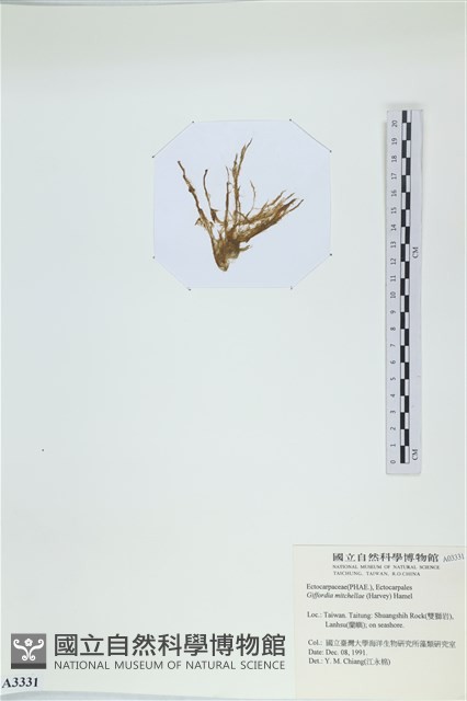 登錄號:A00003331藏品圖，第3張
