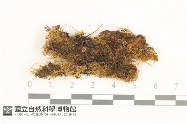 登錄號:B00013731藏品圖，第1張