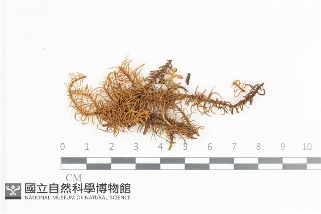 館號:B00018651藏品圖，第1張