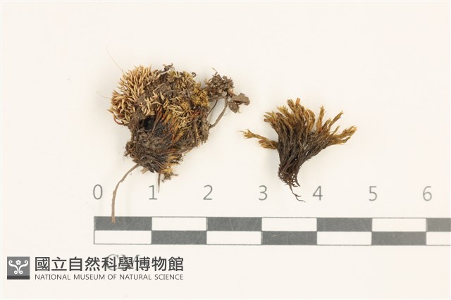 登錄號:B00014651藏品圖，第1張