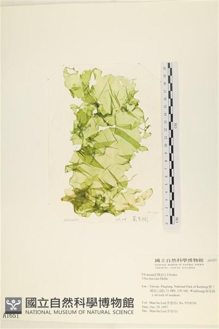 長片石蓴, 裂片石蓴藏品圖，第1張