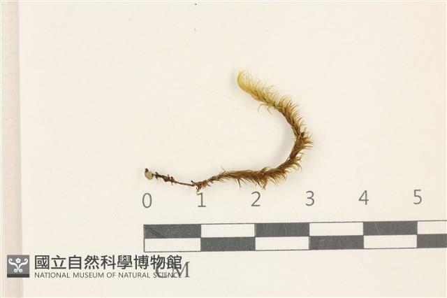 登錄號:B00020651藏品圖，第1張