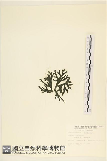 臺灣水松, 臺灣松藻藏品圖，第3張