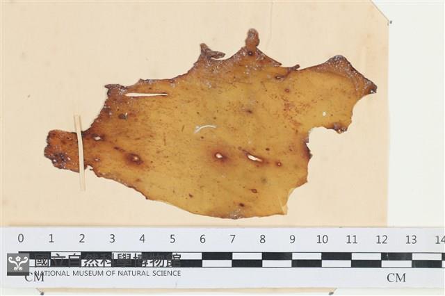 登錄號:A00003651藏品圖，第1張