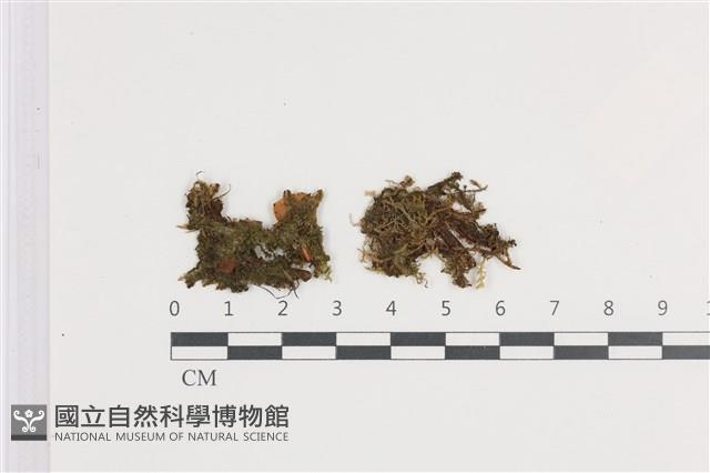 鈍角頂苞苔藏品圖，第1張