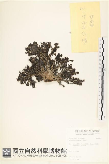 登錄號:A00008051藏品圖，第3張