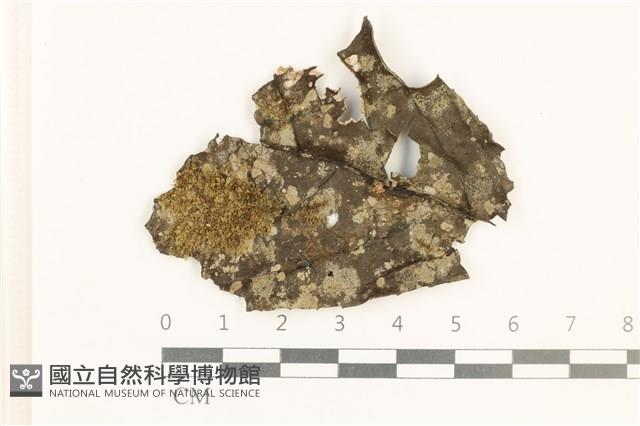 登錄號:B00019051藏品圖，第1張