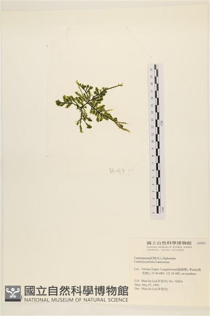 盾葉蕨藻藏品圖，第3張