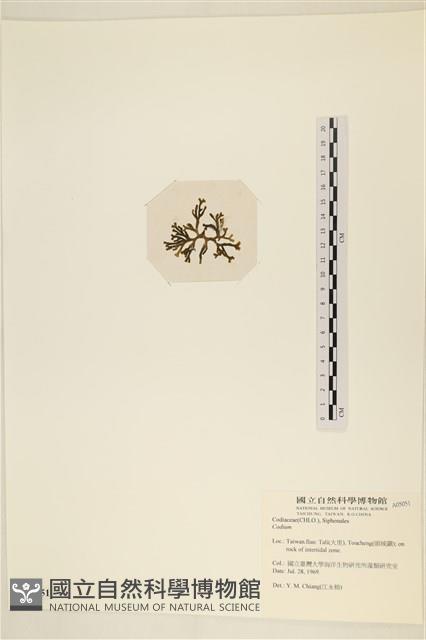 登錄號:A00005051藏品圖，第3張