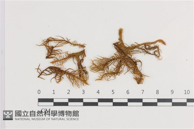 山羽蘚藏品圖，第1張