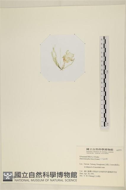 石髮藏品圖，第3張