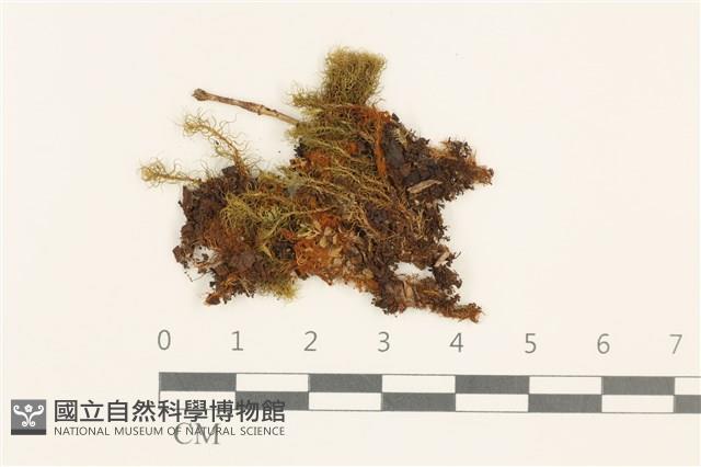 梨蒴珠蘚長形變種藏品圖，第1張