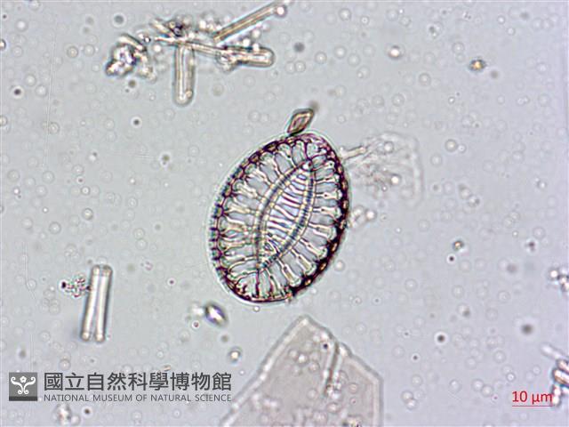登錄號:A00004551藏品圖，第3張