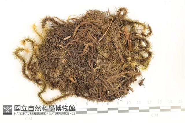 大熱澤蘚藏品圖，第1張