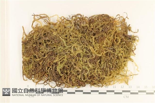 登錄號:B00000551藏品圖，第1張