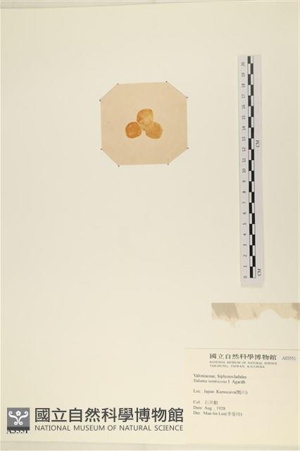單球法囊藻藏品圖，第3張
