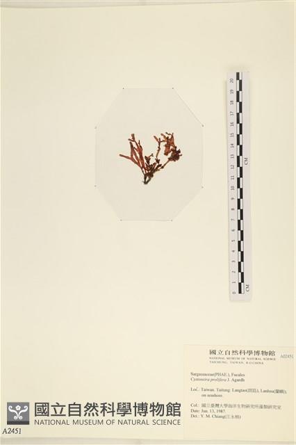 登錄號:A00002451藏品圖，第3張