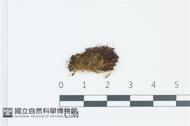 毛葉青毛蘚藏品圖，第1張