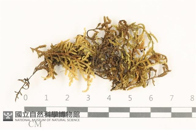 登錄號:B00013451藏品圖，第1張