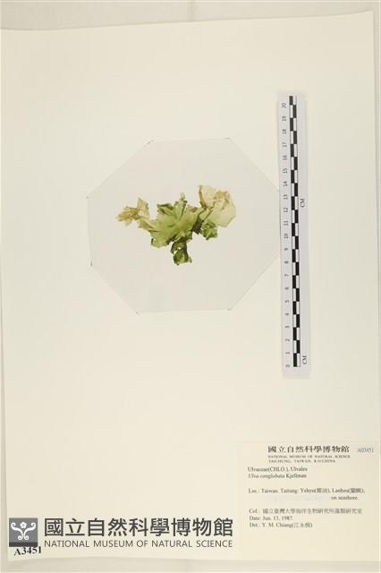 茶花石蓴, 牡丹菜藏品圖，第3張