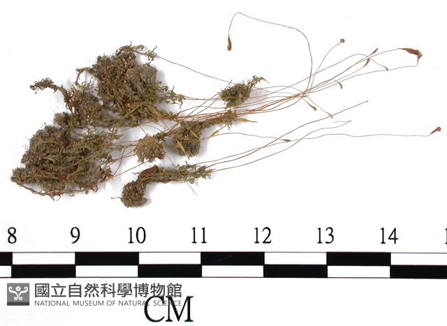 葫蘆蘚藏品圖，第1張