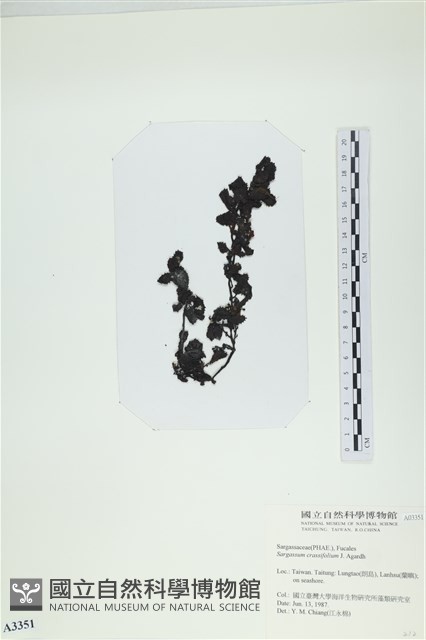 厚葉馬尾藻藏品圖，第3張