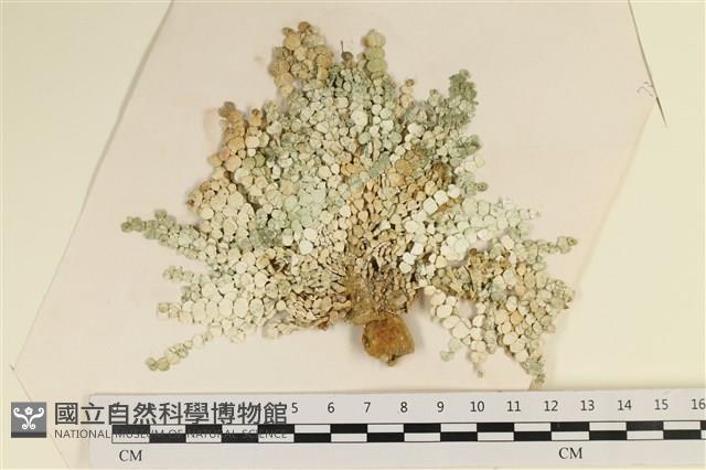 盤狀仙掌藻藏品圖，第1張