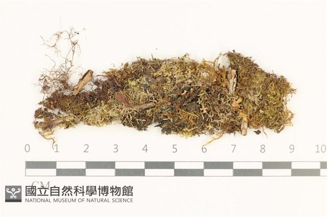 毛擬叉苔藏品圖，第1張