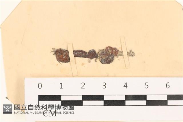 袋苔, 囊藻藏品圖，第1張