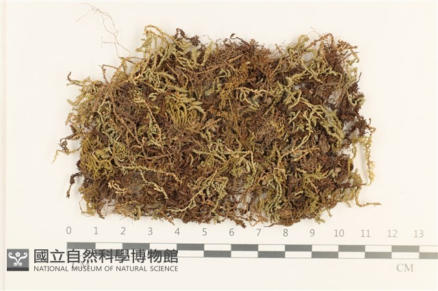 鈍葉仙鶴蘚藏品圖，第1張