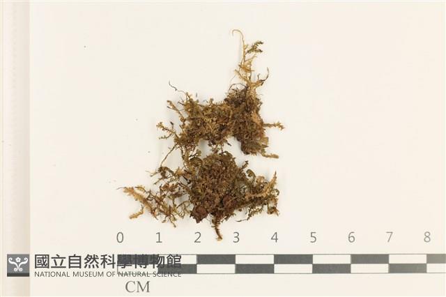 登錄號:B00019621藏品圖，第1張