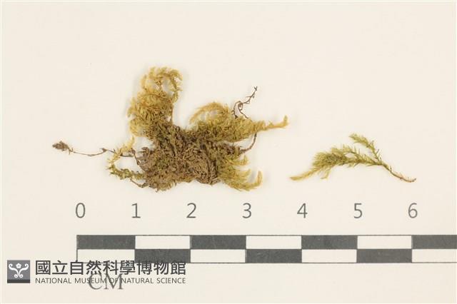 濕原蘚藏品圖，第1張