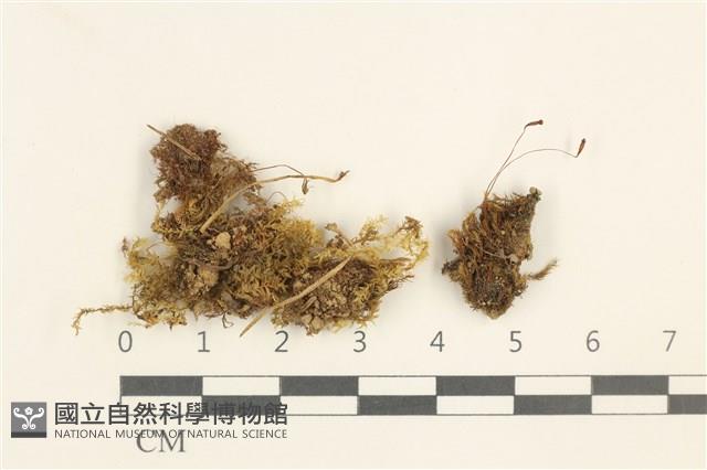 登錄號:B00004621藏品圖，第1張