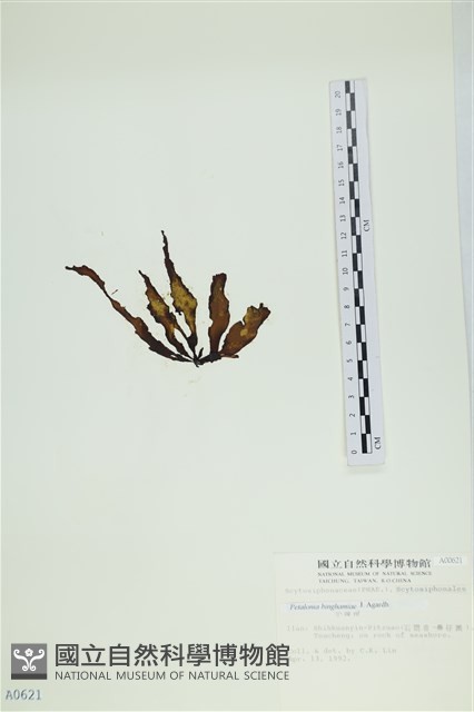 葉苔, 小海帶藏品圖，第3張