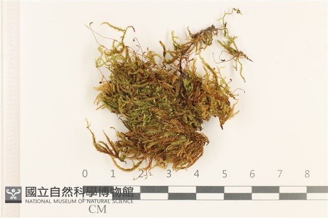 羽枝青蘚藏品圖，第1張