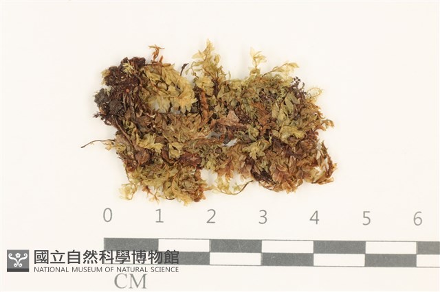 登錄號:B00009221藏品圖，第1張