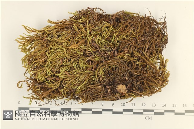 臺灣逆毛蘚藏品圖，第1張