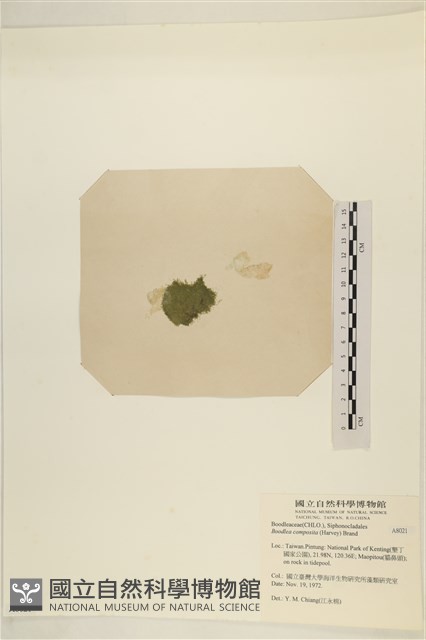 布氏藻藏品圖，第3張