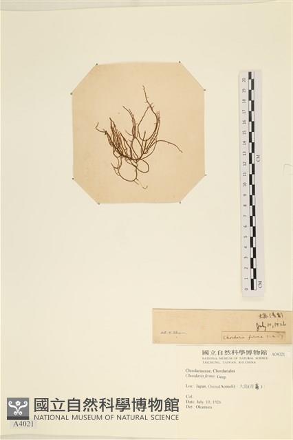登錄號:A00004021藏品圖，第1張
