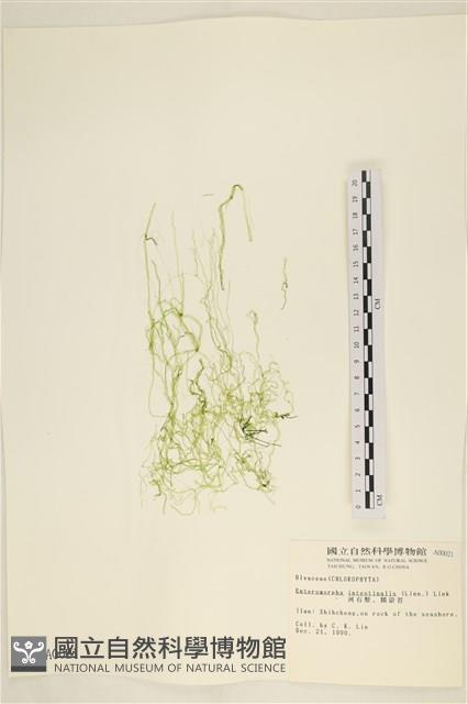 腸滸苔, 河石髮藏品圖，第1張
