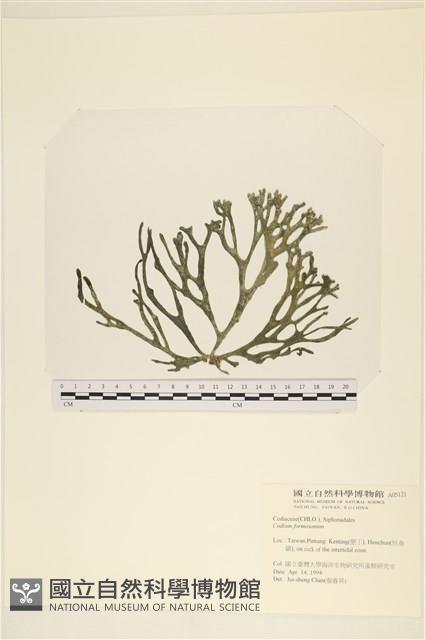 臺灣水松, 臺灣松藻藏品圖，第1張