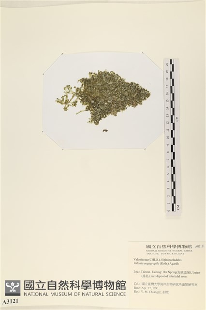 法囊藻藏品圖，第3張