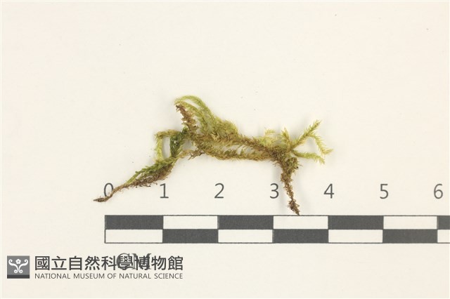 溪邊青蘚藏品圖，第1張