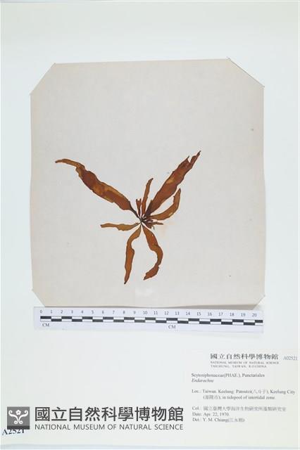 登錄號:A00002521藏品圖，第3張