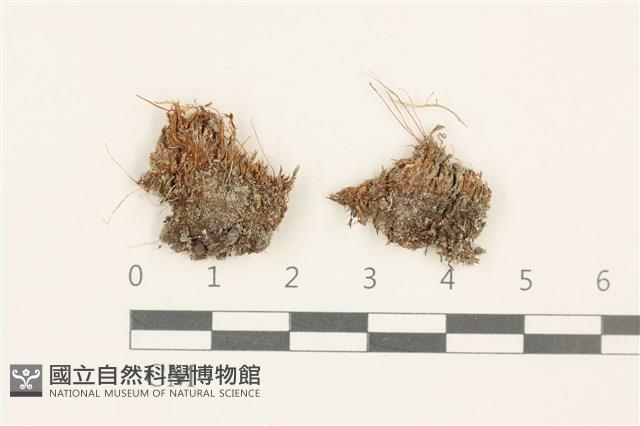 高山真蘚藏品圖，第1張