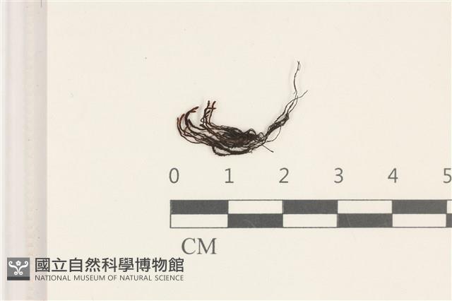 登錄號:B00004521藏品圖，第1張