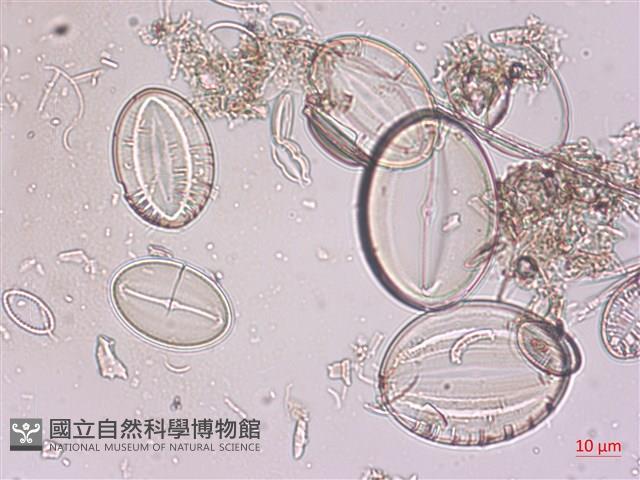 登錄號:A00004521藏品圖，第3張