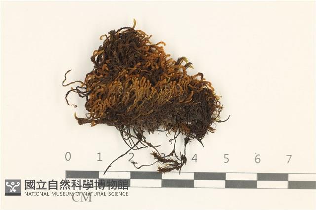 四裂細裂瓣苔藏品圖，第1張