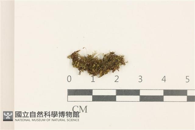 登錄號:B00003521藏品圖，第1張