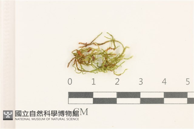 登錄號:B00012421藏品圖，第1張